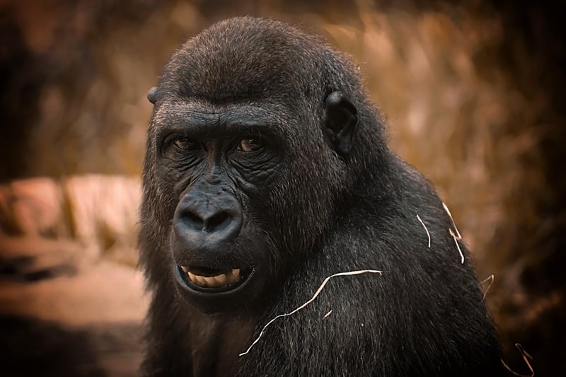 Congo Basin
